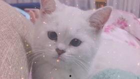 娱乐吃瓜酱可爱小鱼,可爱小鱼带你畅游娱乐圈