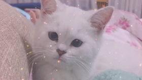 娱乐吃瓜酱可爱小鱼