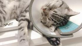 猫猫吃瓜娱乐圈